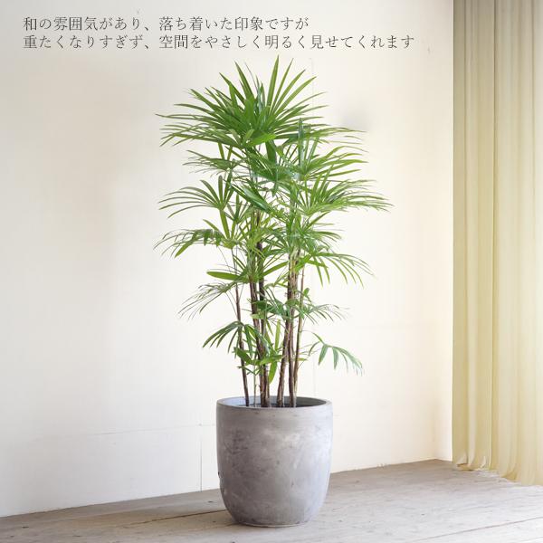 シュロチク 棕櫚竹 観葉植物 10号 大型 アッシュグレー ラウンド型