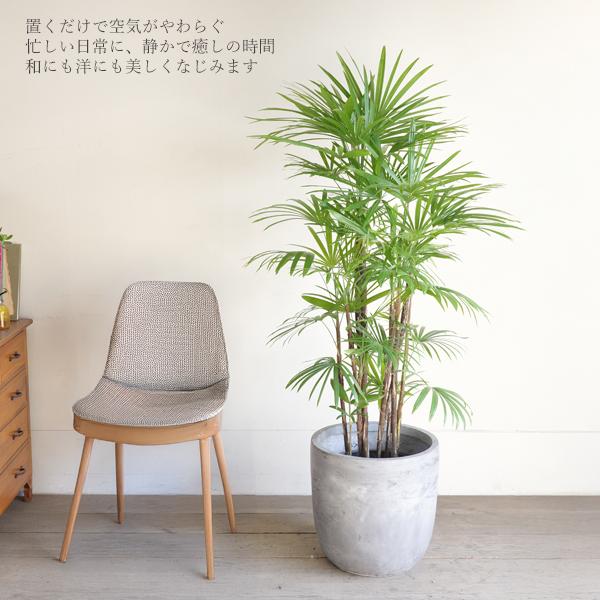 観葉植物（シュロ竹系）鉢付き 鉢高さ約52cm 観葉植物 本物 シュロチク 10号鉢 鉢カバー 付き セット 大型 棕櫚竹