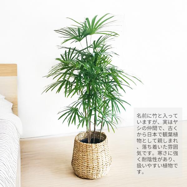 シュロチク 棕櫚竹 観葉植物 10号 大型 手編みバスケット付き 寒さに
