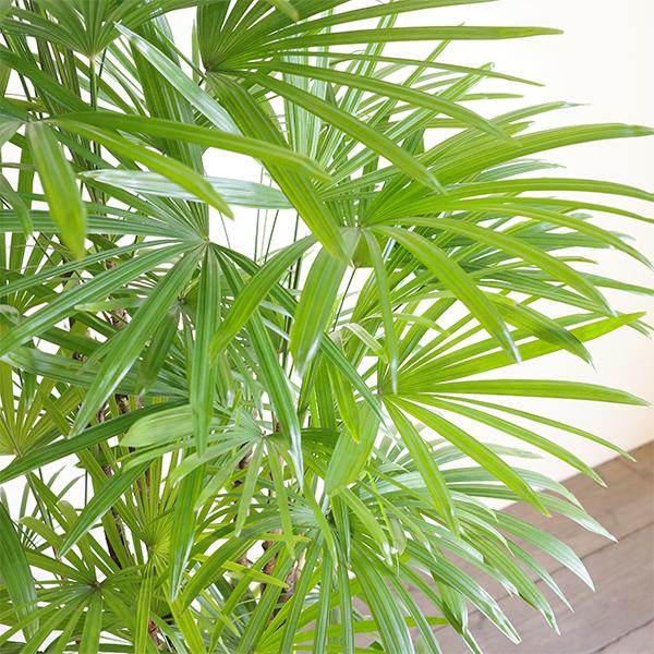 シュロチク 棕櫚竹 観葉植物 10号 大型 手編みバスケット付き 寒さに