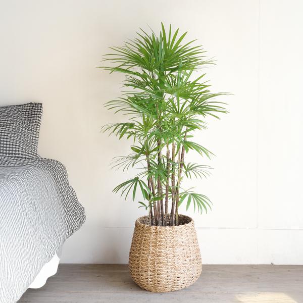 シュロチク 棕櫚竹 観葉植物 10号 大型 手編みバスケット付き 寒さに