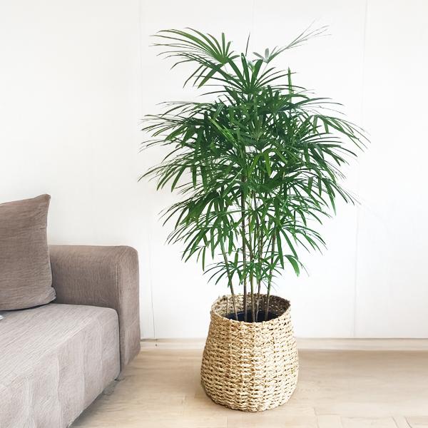 シュロチク 棕櫚竹 観葉植物 10号 大型 手編みバスケット付き 寒さに