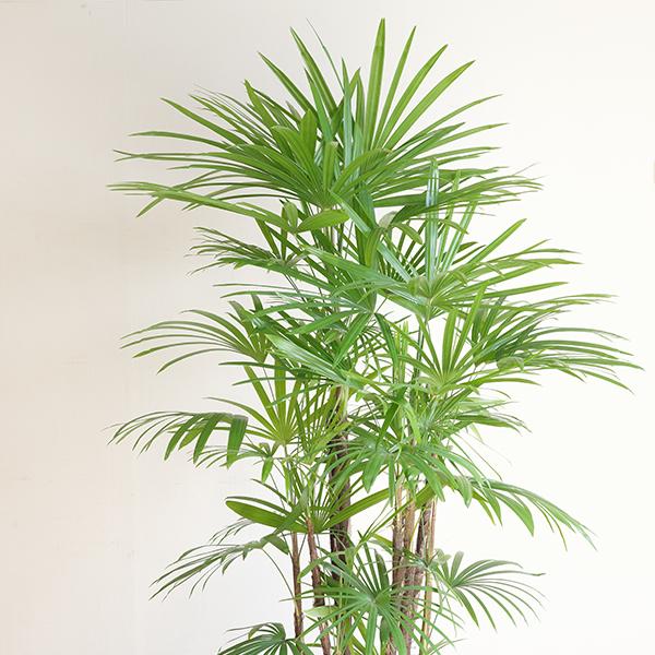 シュロチク 棕櫚竹 観葉植物 10号 大型 手編みバスケット付き 寒さに