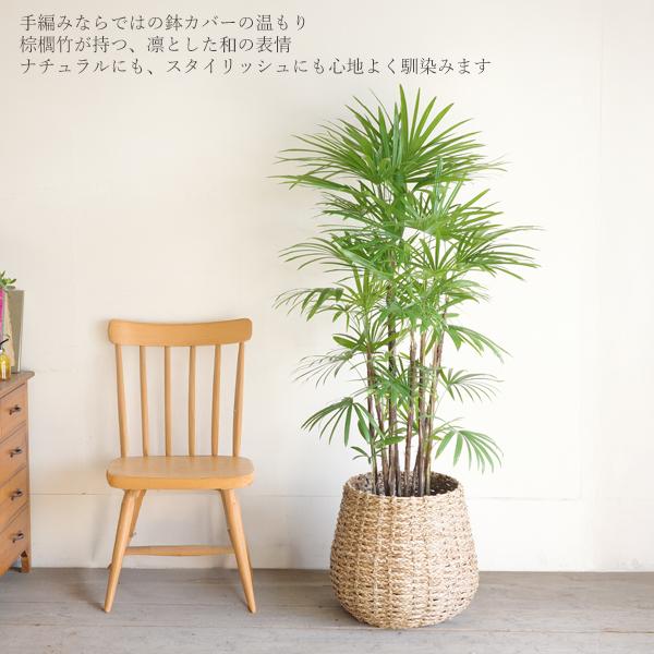 シュロチク 棕櫚竹 観葉植物 10号 大型 手編みバスケット付き 寒さに