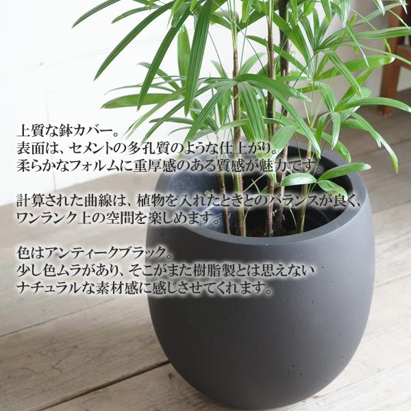 シュロチク 棕櫚竹 バルーン型 8号 デザイナーズ 高級鉢カバー付