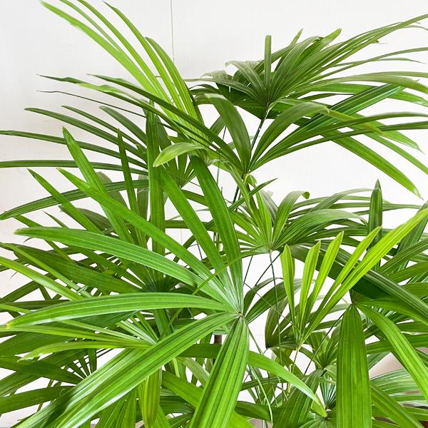 棕櫚竹 シュロチク ブラックセラアート鉢 寒さに強い 観葉植物 送料