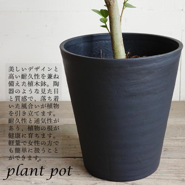 棕櫚竹 シュロチク ブラックセラアート鉢 寒さに強い 観葉植物 送料