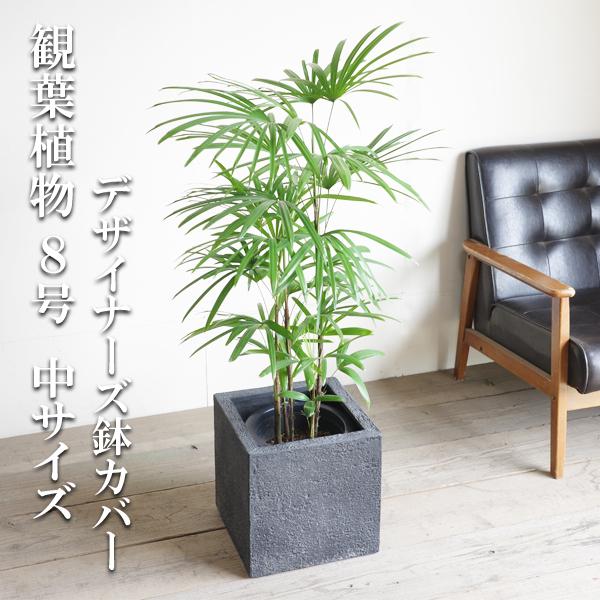 シュロチク　棕櫚竹　8号鉢　66 観葉植物 シュロチク（棕櫚竹） 8号 プラスチック鉢 | 観葉植物