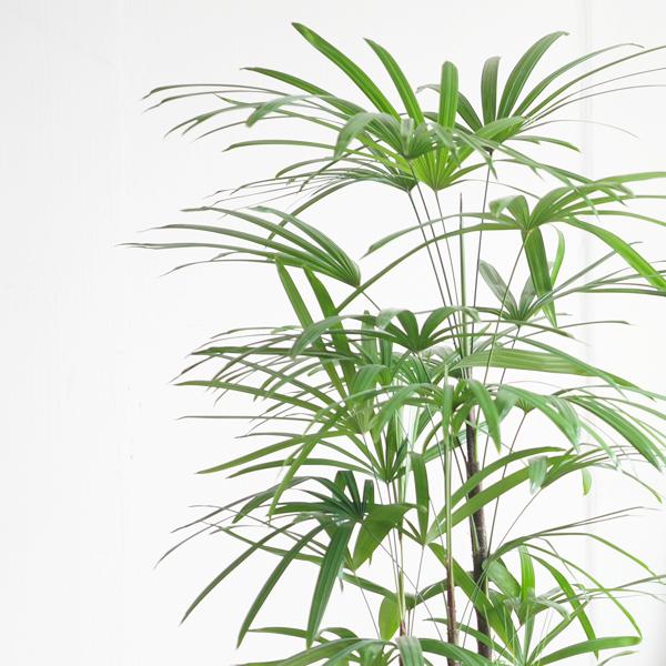 大型！観葉植物　棕櫚竹　シュロチク　開運招福　８号鉢 楽天市場】棕櫚竹 シュロチク 8号 鉢カバー付き 送料無料 寒さに強い