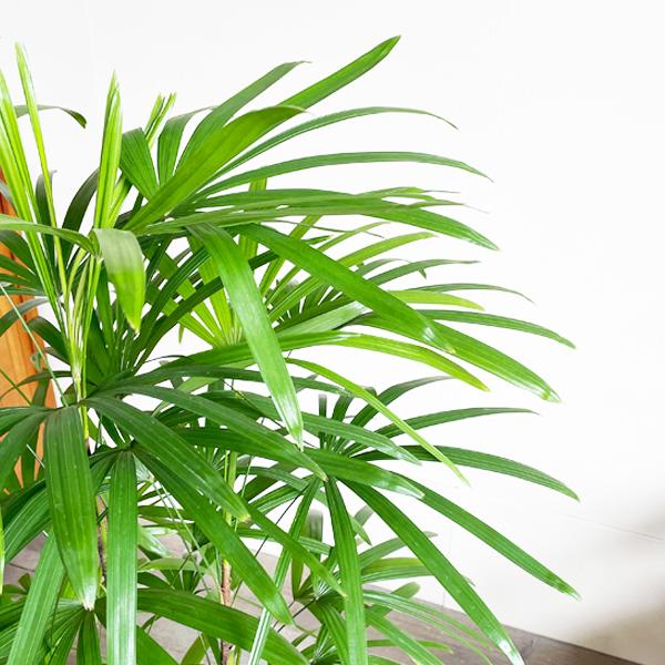 招福 棕櫚竹「シュロチク」の鉢物 シュロチク 棕櫚竹 キューブ型 8号 デザイナーズ 高級鉢カバー付