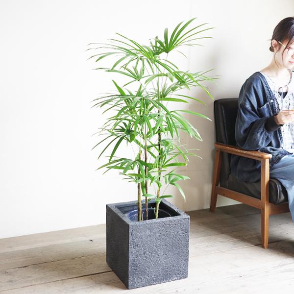 シュロチク 棕櫚竹 キューブ型 8号 デザイナーズ 高級鉢カバー付