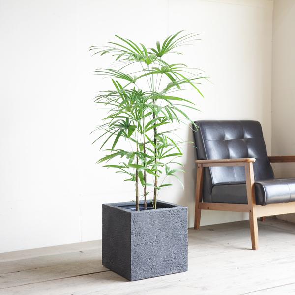 シュロチク 棕櫚竹 キューブ型 8号 デザイナーズ 高級鉢カバー付