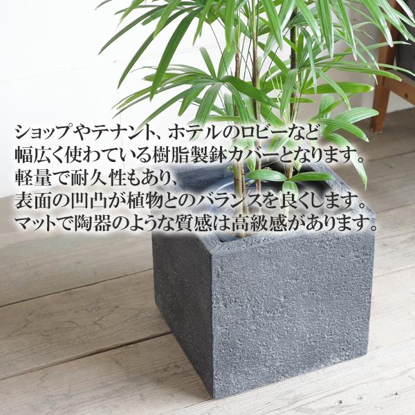 シュロチク 棕櫚竹 キューブ型 8号 デザイナーズ 高級鉢カバー付