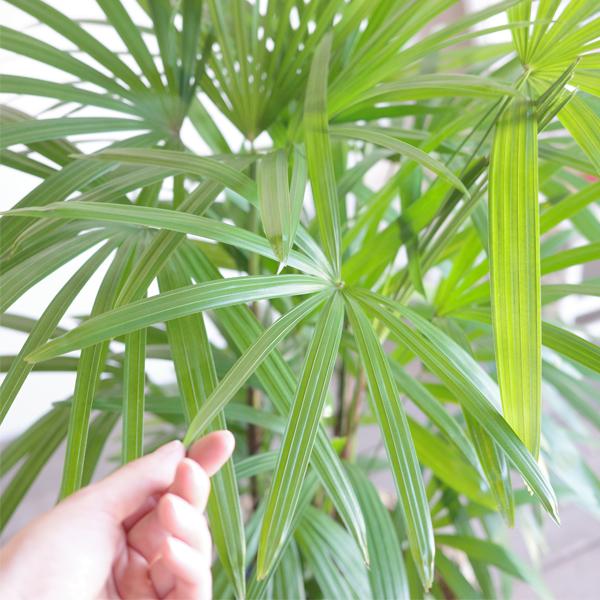 シュロチク 棕櫚竹 8号鉢 44 観葉植物 シュロチク 棕櫚竹 10号 法人・お
