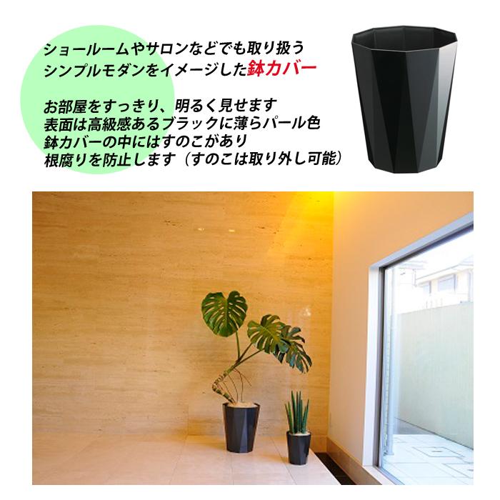 棕櫚竹 シュロチク 8号 スタイリッシュな黒色鉢カバー 寒さに 棕櫚竹 シュロチク 8号 スタイリッシュな黒色鉢カバー 寒さに