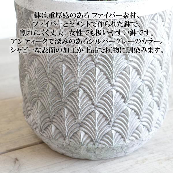 棕櫚竹 シュロチク ファイバーセメント鉢カバー付 シルバーグレー 寒さ