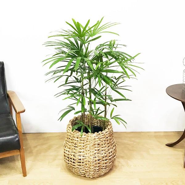 人気が高い 棕櫚竹 シュロチク 手編みバスケット付き 寒さに強い 観葉植物 送料無料 中型 大型 Shuro8vl 観葉植物のパーフェクトグリーン 通販 Yahoo ショッピング 今月限定 特別大特価 Www Maxipiso Com Ar