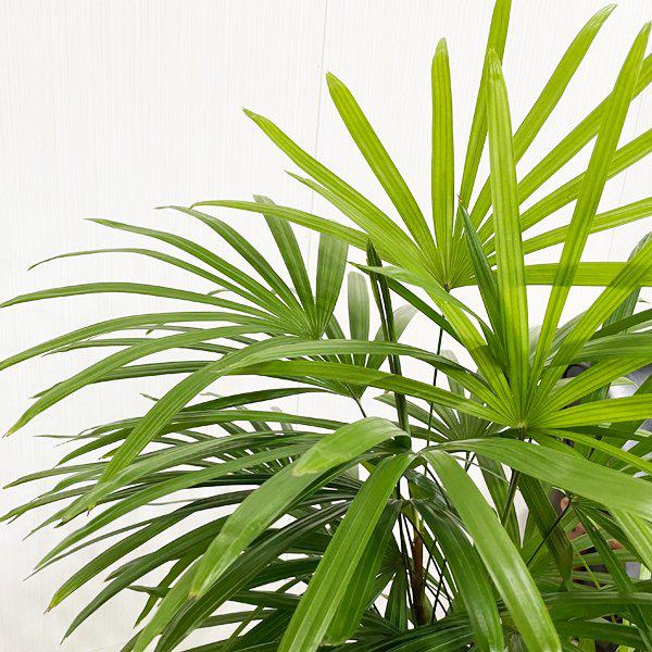 棕櫚竹 シュロチク ホワイトセラアート鉢 寒さに強い 観葉植物 送料