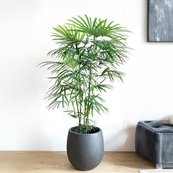 シュロチク 棕櫚竹 観葉植物 10号 大型 バルーン型 高級鉢カバー付