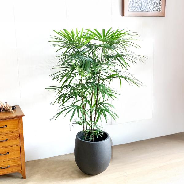 シュロチク 棕櫚竹 観葉植物 10号 大型 バルーン型 高級鉢カバー付