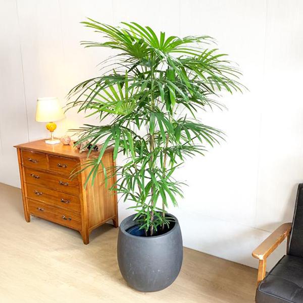 大型！観葉植物　棕櫚竹　シュロチク　開運招福　10号鉢 大型！観葉植物 棕櫚竹 シュロチク 開運招福 10号鉢