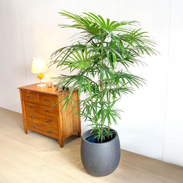 シュロチク 棕櫚竹 観葉植物 10号 大型 バルーン型 高級鉢カバー付