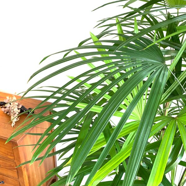 シュロチク 棕櫚竹 観葉植物 10号 大型 バルーン型 高級鉢カバー付