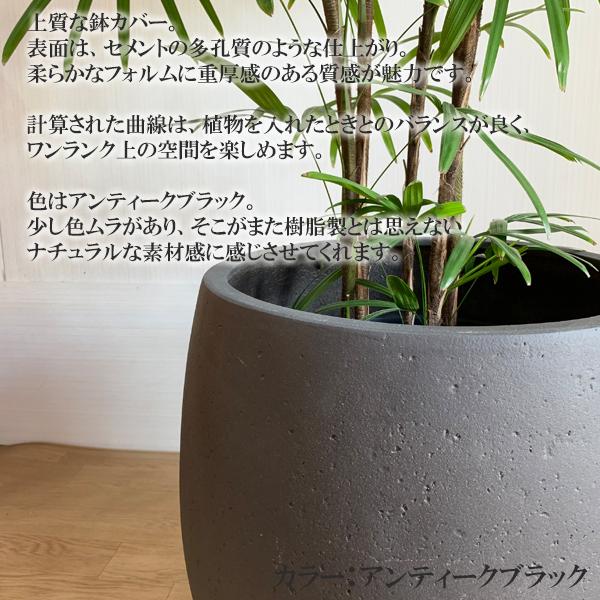 No.69 シュロチク　棕櫚竹　H90 No.69 シュロチク 棕櫚竹 H90