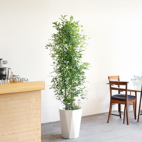 シルクジャスミン 観葉植物 10号 大型 ゲッキツ 寒さに強い おしゃれ