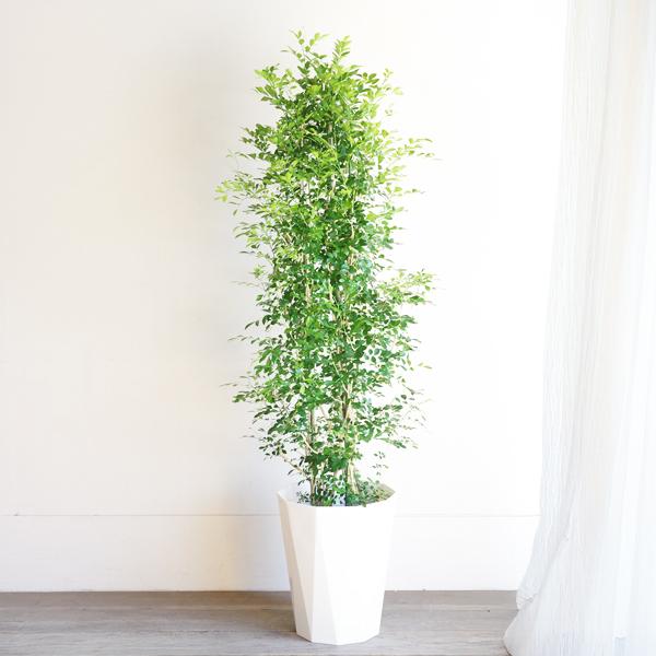 シルクジャスミン 観葉植物 10号 大型 ゲッキツ 寒さに強い おしゃれ