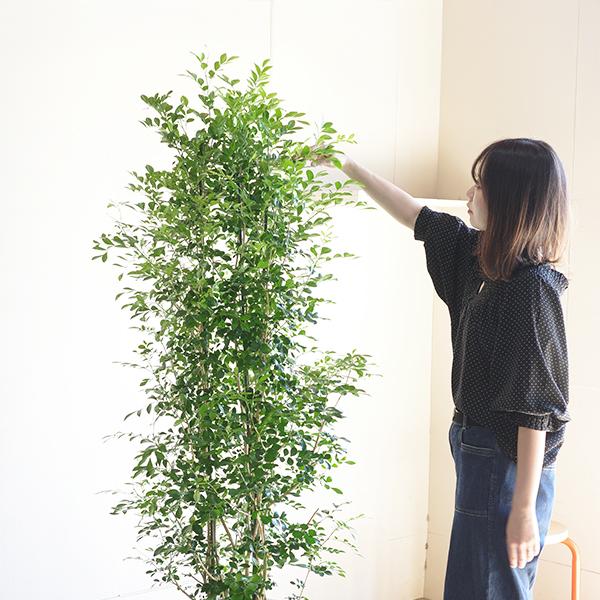 シルクジャスミン 観葉植物 10号 大型 ゲッキツ ナチュラル鉢カバー