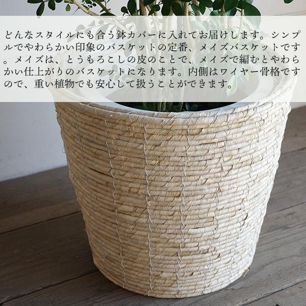 シルクジャスミン 観葉植物 10号 大型 ゲッキツ ナチュラル鉢カバー