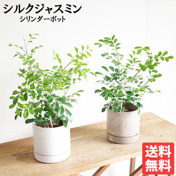 シルクジャスミン  選べるシリンダー型 鉢植え ホワイト ベージュ 送料無料 ゲッキツ 観葉植物 中型 寒さに強い | 