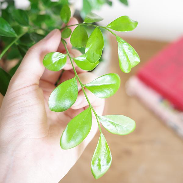 シルクジャスミン  選べるシリンダー型 鉢植え ホワイト ベージュ 送料無料 ゲッキツ 観葉植物 中型 寒さに強い |  | 02