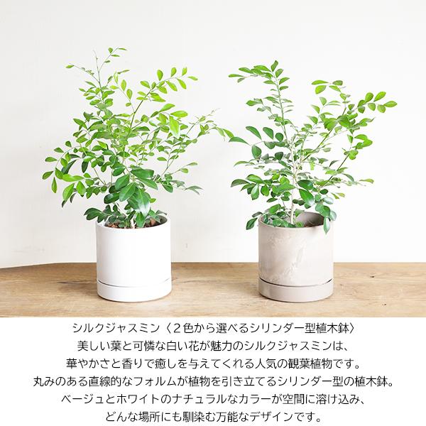 シルクジャスミン  選べるシリンダー型 鉢植え ホワイト ベージュ 送料無料 ゲッキツ 観葉植物 中型 寒さに強い |  | 03