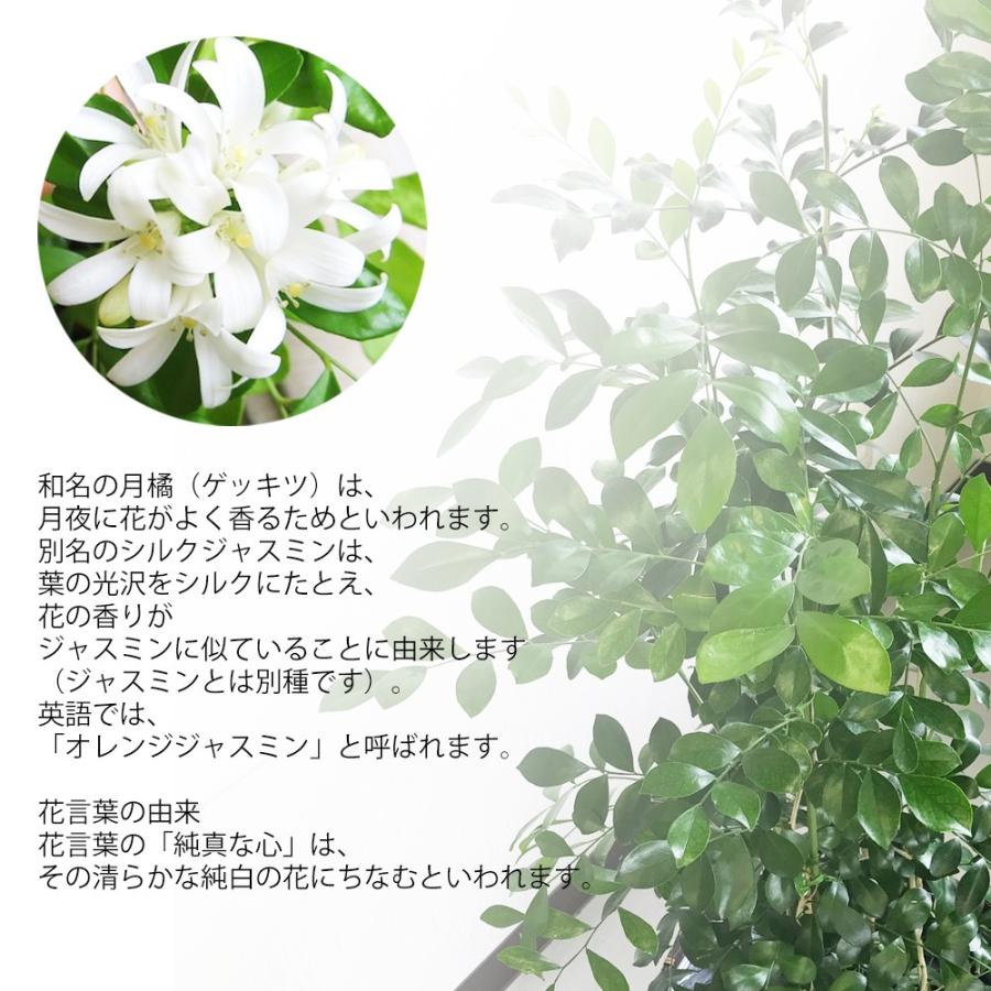 シルクジャスミン 鉢カバー付 送料無料 ゲッキツ 観葉植物 中型 大型 寒さに強い｜pg869｜05