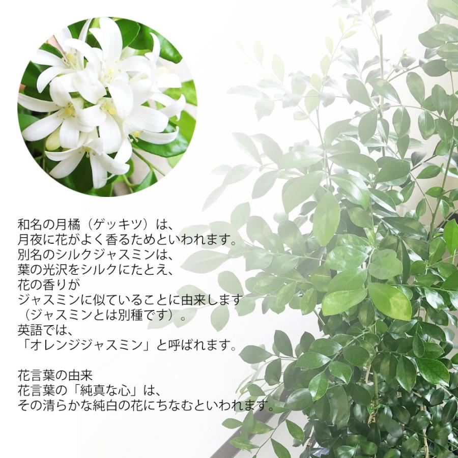 シルクジャスミン 鉢カバー付 送料無料 ゲッキツ 観葉植物 中型 大型 寒さに強い Silk8 観葉植物のパーフェクトグリーン 通販 Yahoo ショッピング