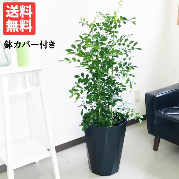 シルクジャスミン スタイリッシュな黒色鉢カバー付 送料無料 ゲッキツ 観葉植物 中型 大型 寒さに強い Silk8pb 観葉植物のパーフェクトグリーン 通販 Yahoo ショッピング