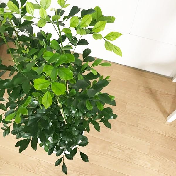 シルクジャスミン ホワイトセラアート鉢 送料無料 ゲッキツ 観葉植物 中型 大型 寒さに強い Silk8whsera 観葉植物のパーフェクトグリーン 通販 Yahoo ショッピング