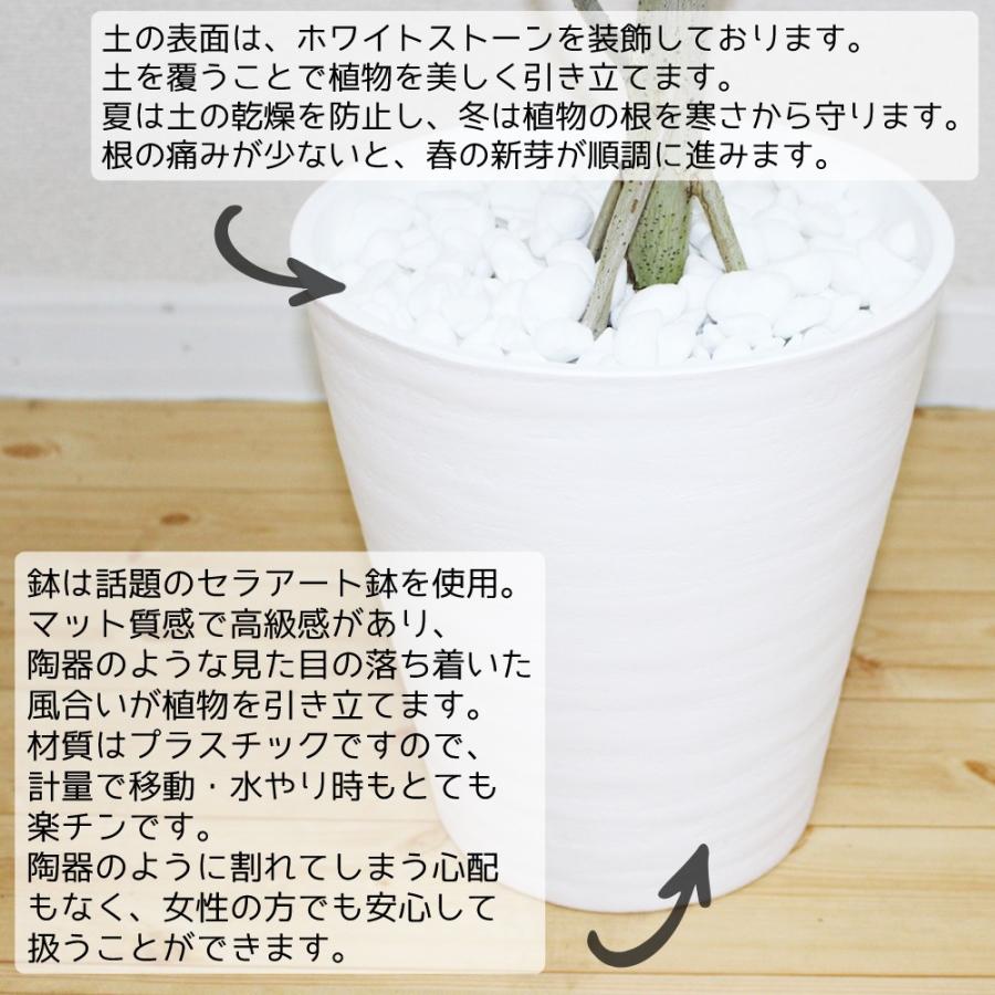 シルクジャスミン ホワイトセラアート鉢 送料無料 ゲッキツ 観葉植物 中型 大型 寒さに強い Silk8whsera 観葉植物のパーフェクトグリーン 通販 Yahoo ショッピング