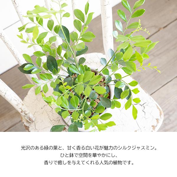 シルクジャスミン アッシュグレー セメント鉢植え 送料無料 ゲッキツ