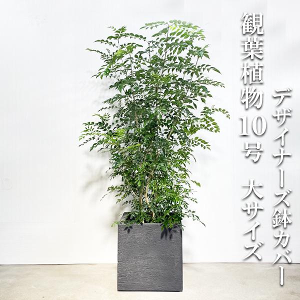 シマトネリコ トネリコ 観葉植物 10号 大型 キューブ型 高級鉢カバー付 ブラック 寒さに強い おしゃれ 鉢植え 本物 大きい | 