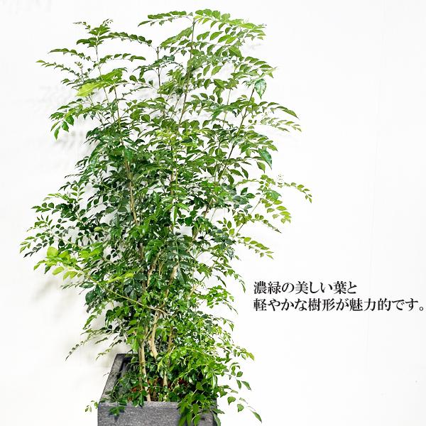 シマトネリコ トネリコ 観葉植物 10号 大型 キューブ型 高級鉢カバー付