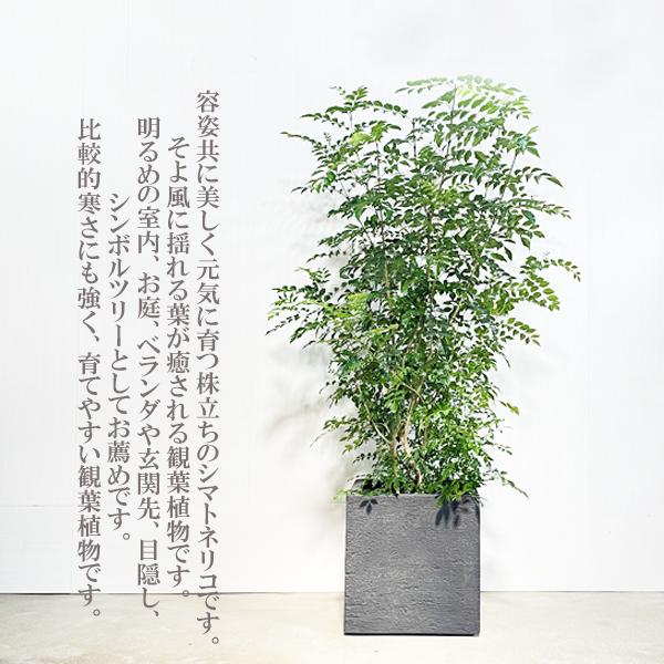 観葉植物・庭木（シマトネリコ／約2m） シマトネリコ トネリコ 観葉植物 10号 大型 キューブ型 高級鉢カバー付