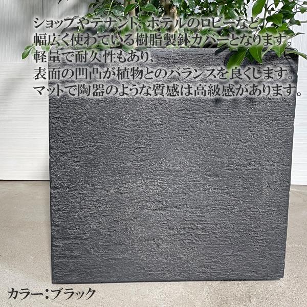 シマトネリコ トネリコ 観葉植物 10号 大型 キューブ型 高級鉢カバー付 ブラック 寒さに強い おしゃれ 鉢植え 本物 大きい |  | 06