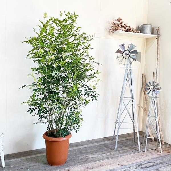 法人宛送料無料 シマトネリコ トネリコ １０号 大鉢 大型 鉢植え 株立ち 庭木 トネリコの木 インテリア ガーデニング 観葉植物 Simatone10 観葉植物のパーフェクトグリーン 通販 Yahoo ショッピング