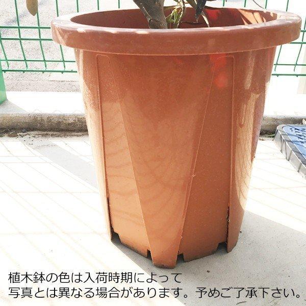 シマトネリコ トネリコ 観葉植物 10号 大型 鉢植え 株立ち 庭木 トネリコの木 インテリア ガーデニング 寒さに強い おしゃれ 鉢植え 本物 大きい |  | 08