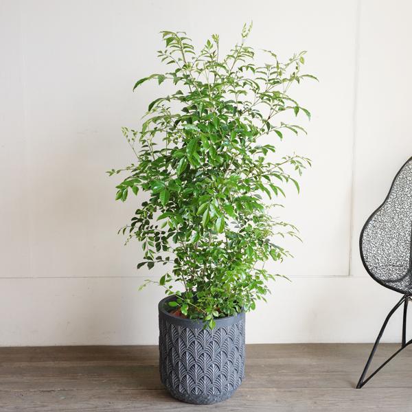 クイックシルバー。観葉植物 。鉢ごと無料で発送致します。 クイック