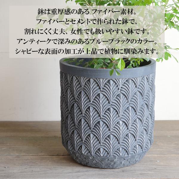 シマトネリコ　カゴ付き シマトネリコ ファイバーセメント鉢カバー付 ブルーブラック 送料無料