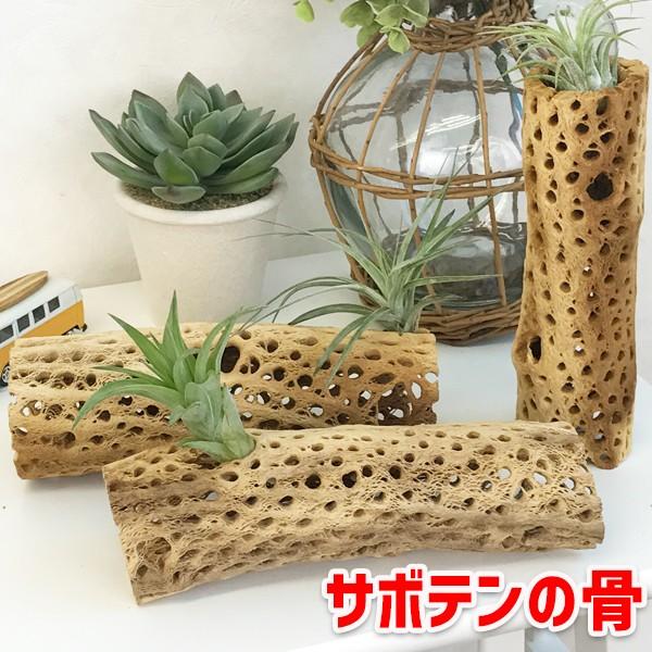 サボテンの骨 スケルトンツリー カクタススケルトン アクアリウム テラリウム 水槽 爬虫類 観葉植物 インテリア 送料無料 即日出荷 | 